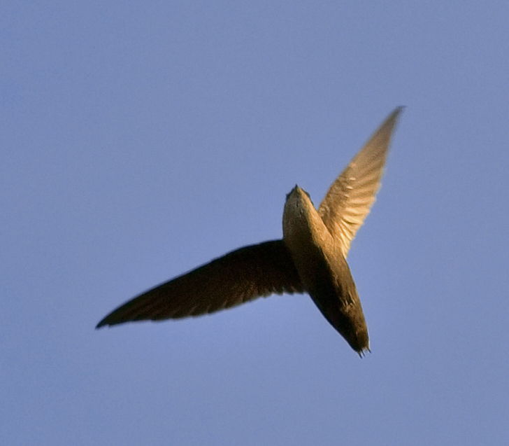 Bird Conservation in Ohio  Ohio Ornithological Society