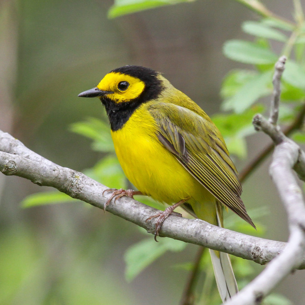 Ohio Ornithological Society | Ohio's Statewide Birding Network