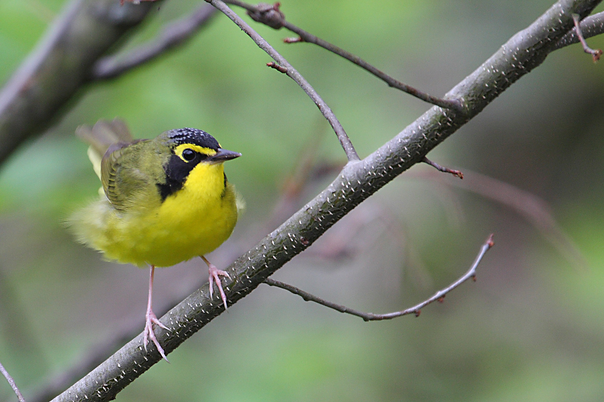 SAVE THE DATE: Warblers & Wildflowers: April 26-28 2024