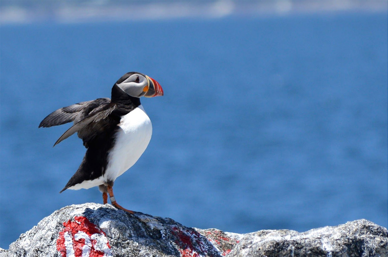 Young Birder, Adriana Losey, Reports on Hog Island