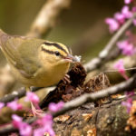 Worm-eating Warbler