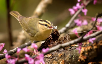 SAVE THE DATE: Warblers & Wildflowers: April 25-27 2025