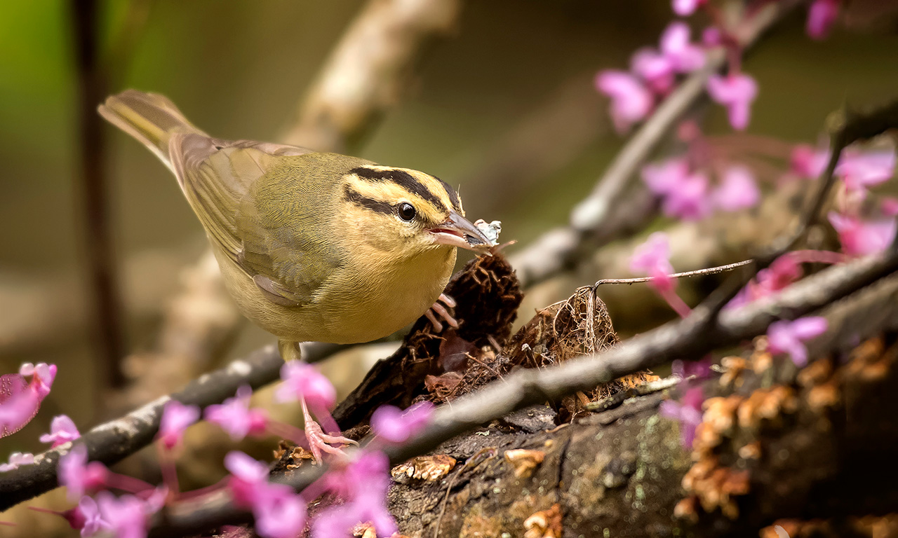 Worm-eating Warbler