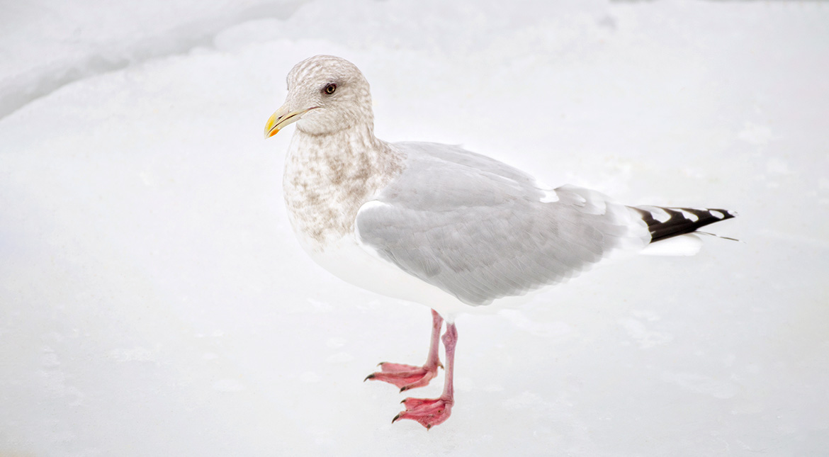 Ohio Birds and Biodiversity: A pair of dashing cardinals, and Albert the  white-headed jay, in snow