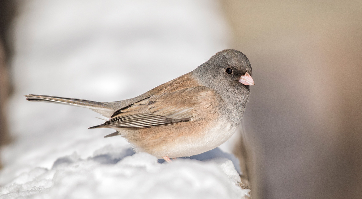 Where We Are Birding – February