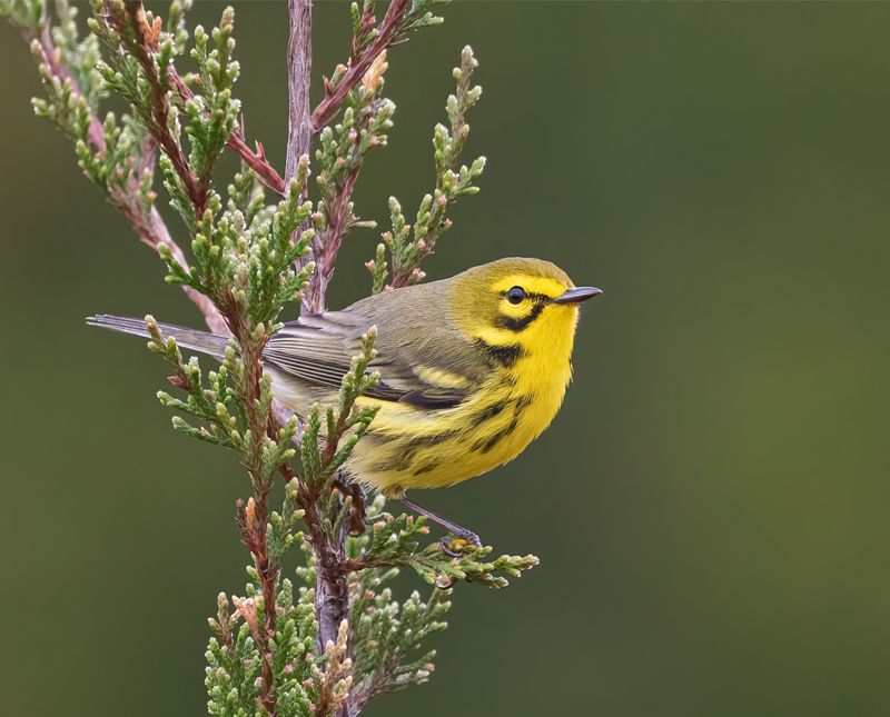 Where We Are Birding – April | Ohio Ornithological Society