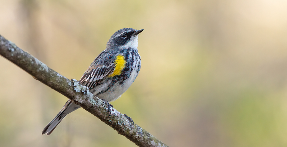Where We Are Birding – April | Ohio Ornithological Society