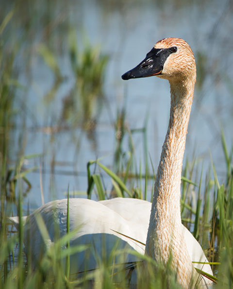 Status of Trumpeter Swans in Ohio | Ohio Ornithological Society