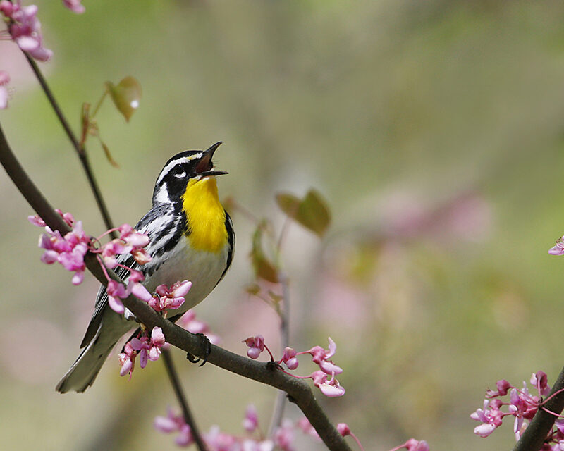 SAVE THE DATE: Warblers & Wildflowers: April 28-30 2023