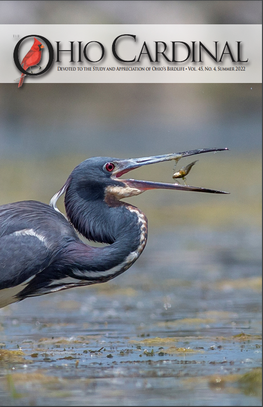 Cover of OHIO Cardinal Summer 2022. Tricolored heron catching a fish