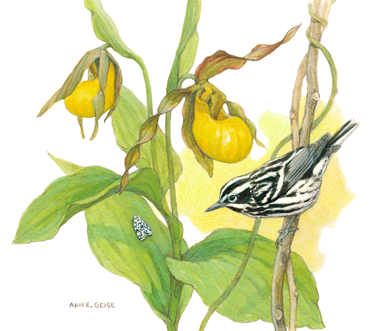 Black and White Warbler and Yellow Lady Slipper