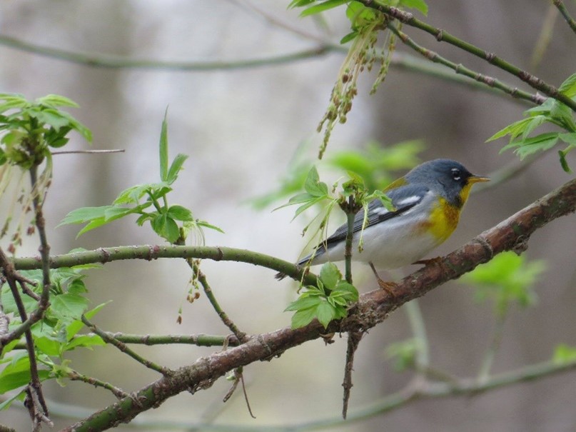 Norther Parula in tree