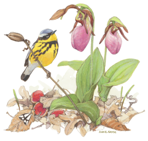 Warblers & Wildflowers Weekend 2024 | Ohio Ornithological Society