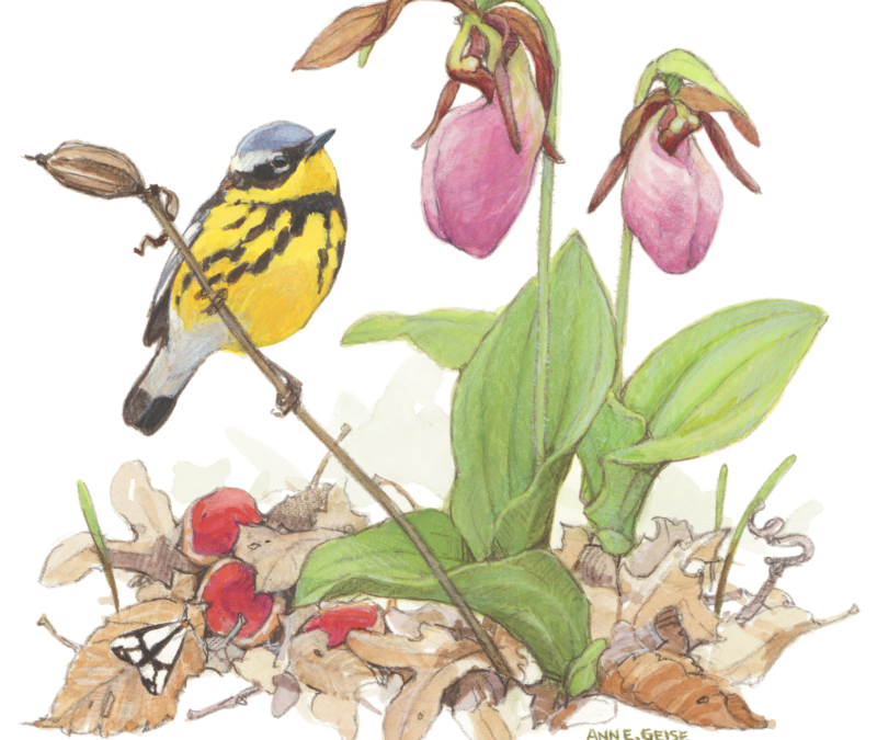 Magnolia Warbler with Pink Lady Slipper by Ann Geise