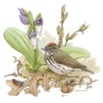 Ovenbird with Showy Orchis and Orange Wing moth