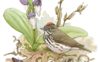 Warblers & Wildflowers Weekend 2025