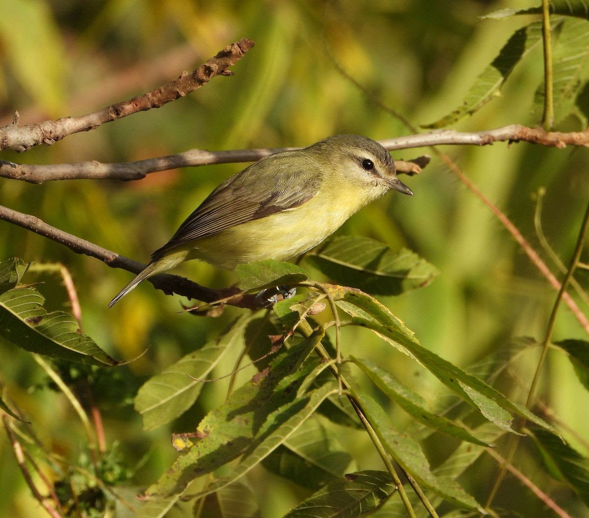 Red Eyed Vireo
