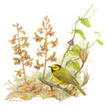 HoodedWarbler by Ann Geise
