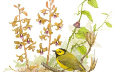 Birds in the Hills 2026