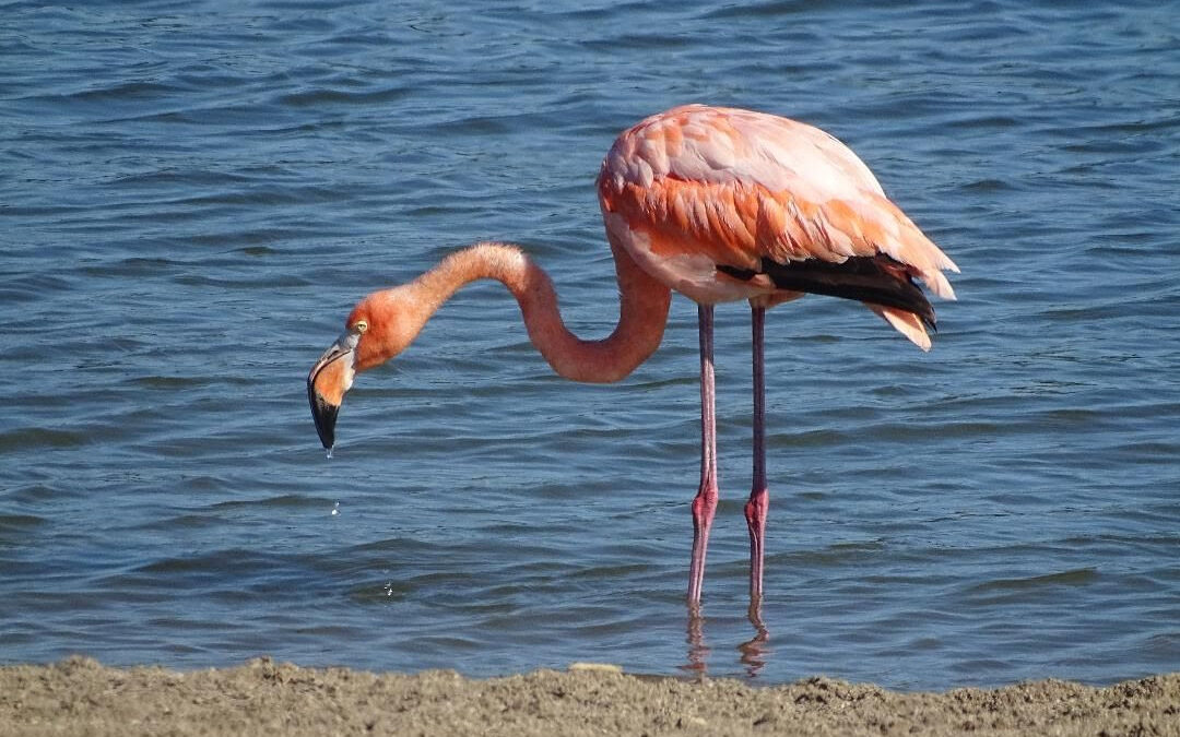 American Flamingo at Caesar Creek State Park in Warren County