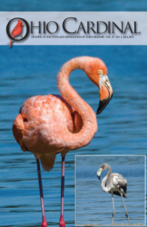 American Flamingo