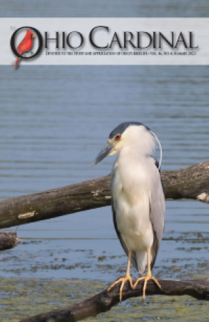 Black-crowned night heron on branch